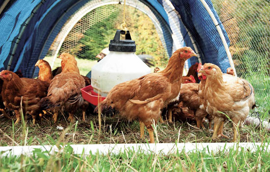 
Free-range chickens feast on grass and bugs, giving better flavor and nutrition to the birds' meat.

